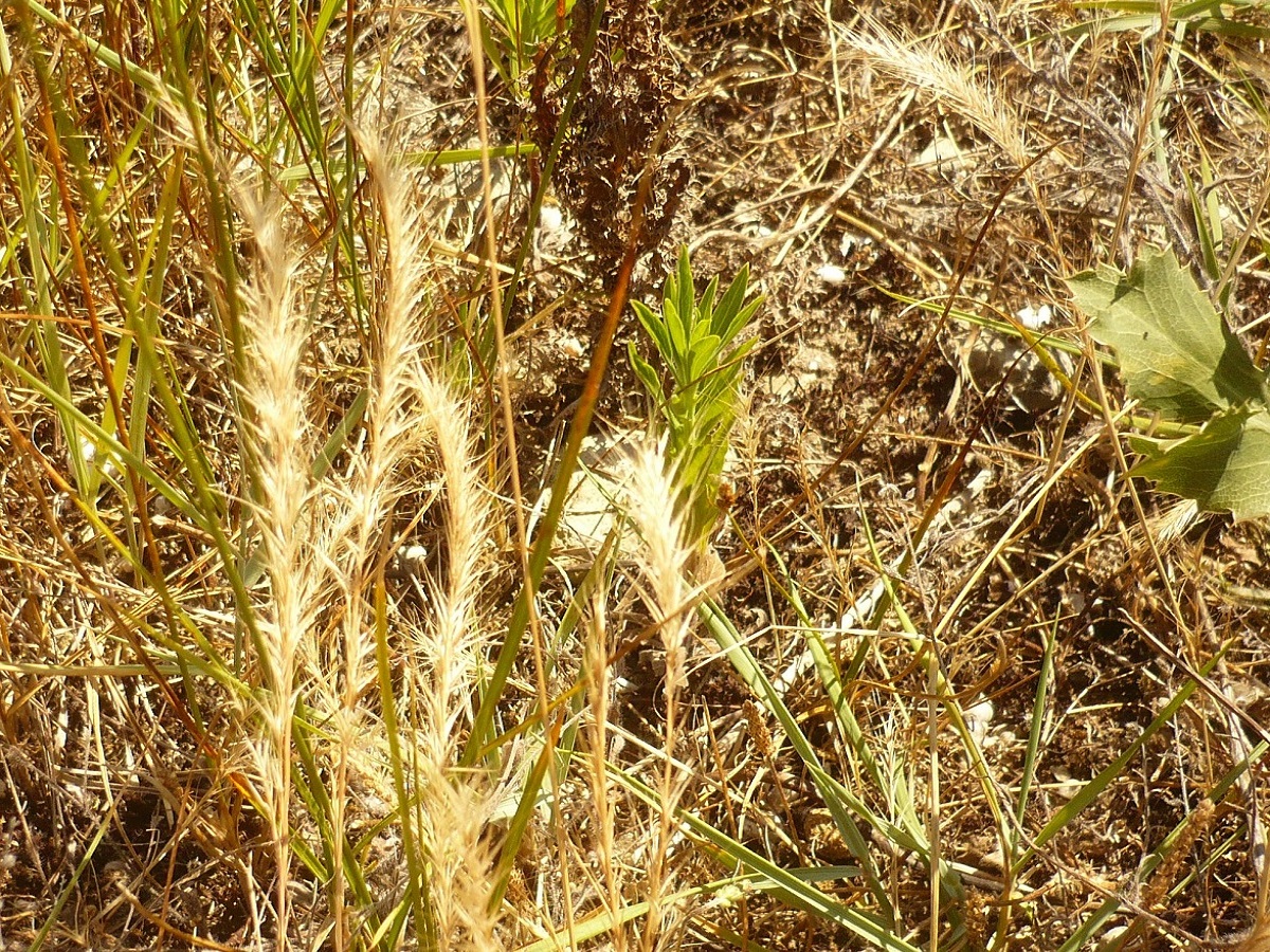 Vulpia ciliata subsp. ciliata (Poaceae)